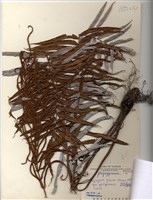 藏品(臺灣瘤足蕨)的圖片